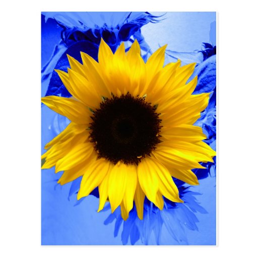 Girasol Tarjeta Postal