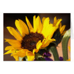 Girasol Tarjetas