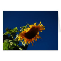 Girasol Tarjetas