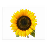 Girasol Tarjetas Postales