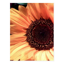 girasol tarjetas postales