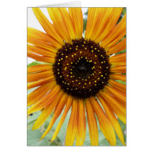 Girasol Tarjeton