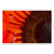 Girasol Tarjeton