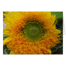 girasol teddybear felicitacion 