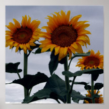 girasol-threesome poster