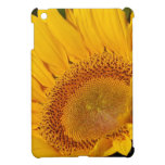 Girasol y significado