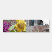 Girasoles A de las paredes de Belces de iglesia de Etiqueta De Parachoque