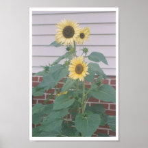 "GIRASOLES ALTOS " POSTERS