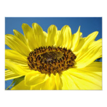 Girasoles amarillos de los regalos de la fotografí