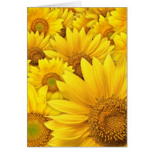 Girasoles amarillos felicitación