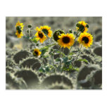 Girasoles amarillos jovenes tarjetas postales