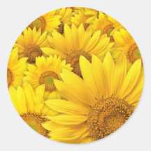Girasoles amarillos pegatina