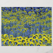 Girasoles, Burnstown, Ontario, Canadá en el maíz Flyer A Todo Color