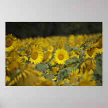 Girasoles en coñac poster