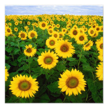 Girasoles en Fargo, Dakota del Norte Impresión Fotográfica