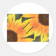 Girasoles en la esquina etiqueta redonda