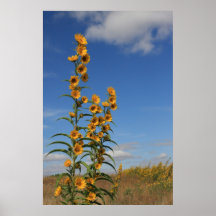 Girasoles en Minnesota Poster