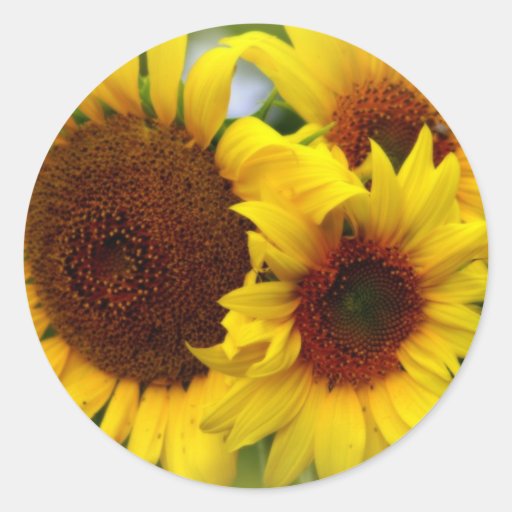 Girasoles felices etiqueta redonda