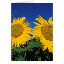Girasoles Felicitaciones