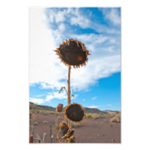 Girasoles Fotografia