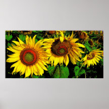 Girasoles gigantes, poster