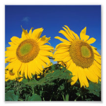 Girasoles Impresión Fotográfica