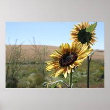 Girasoles Impresiones
