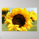Girasoles Impresiones