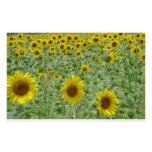 Girasoles Papelería