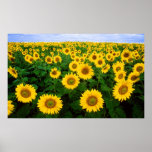 Girasoles para siempre posters