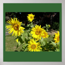 Girasoles Posters