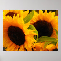 Girasoles Impresiones