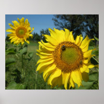 Girasoles Posters
