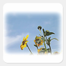 Girasoles salvajes etiquetas  