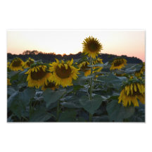 GIRASOLES SOÑOLIENTOS IMPRESIONES FOTOGRAFICAS