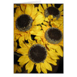 girasoles tarjetas