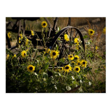 Girasoles y tractor postales