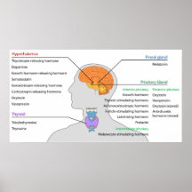 Glándulas endocrinas y hormonas de la cabeza y del impresiones