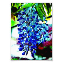 Glicinias azules impresión fotográfica