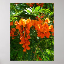 Glicinias del escarlata del poster (punicea) de Se