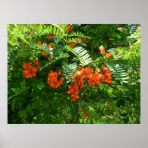 Glicinias del escarlata del poster (punicea) de Se