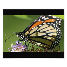 Gloria 10 x de la mariposa impresión fotográfica 8