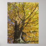 Gloria del otoño impresiones