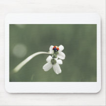 Glücksbringer auf der Blumenwiese Mauspad