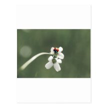 Glücksbringer auf der Blumenwiese Postkarte