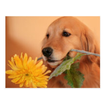 Golden retriever con la postal de la flor