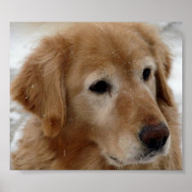 Golden retriever en nieve poster