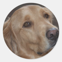 Golden retriever etiquetas  