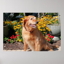Golden retriever Goldie 07 Posters