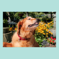 Golden retriever Goldie 08 posters